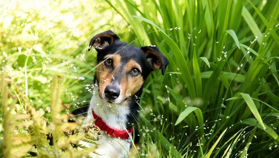 Dog not eating store but eating grass